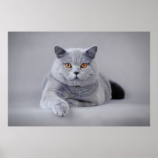 Poster British shorthair (Devant)