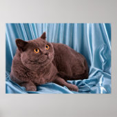 Poster British Shorthair, bleu (Devant)
