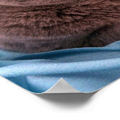 Poster British Shorthair, bleu (Coin)