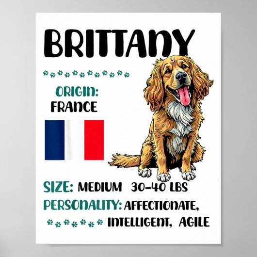 Poster Brittany Origin Funny Brittany Dog Lover  (Devant)