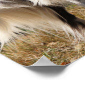 Poster Brittany Spaniel Dog (Coin)