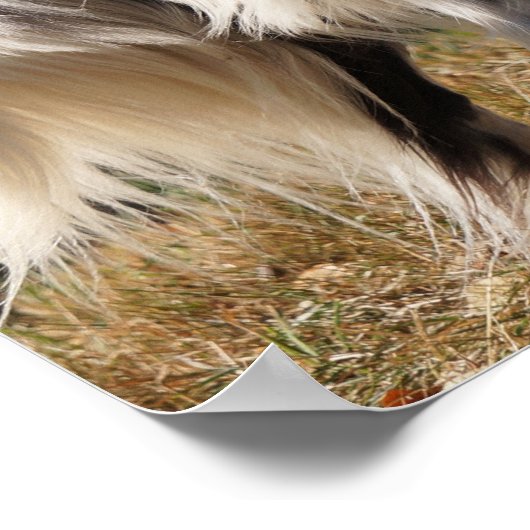 Poster Brittany Spaniel Dog (Coin)