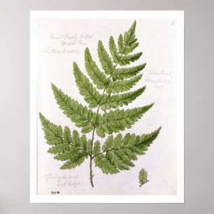 Poster Broad Prickly-toothed Buckler Fern, painted at Bra