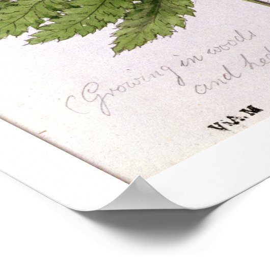 Poster Broad Prickly-toothed Buckler Fern, peint à Bra (Coin)