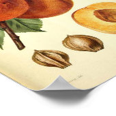Poster Broche de fruits botaniques Imprimer (Coin)
