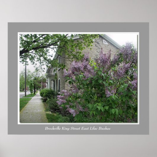 Poster Brockville King Street East Lilac Busch (Devant)