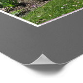 Poster Brockville Ontario Magnolias (Coin)