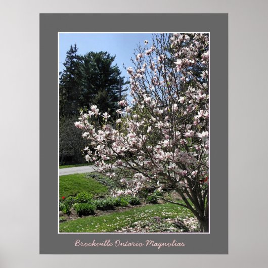 Poster Brockville Ontario Magnolias (Devant)