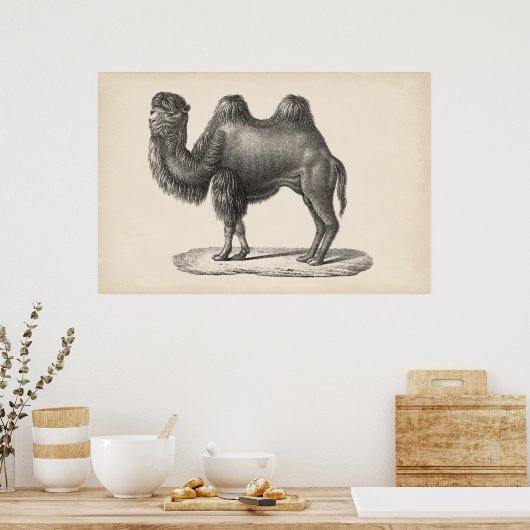 Poster Brodtmann Camel Sketch (Cuisine)
