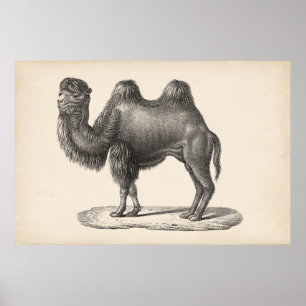 Poster Brodtmann Camel Sketch