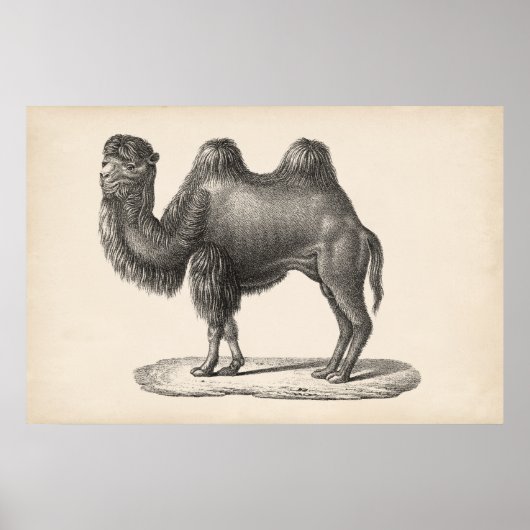 Poster Brodtmann Camel Sketch (Devant)
