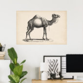 Poster Brodtmann Dromedary Camel croquis (Bureau à domicile)
