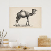 Poster Brodtmann Dromedary Camel croquis (Cuisine)