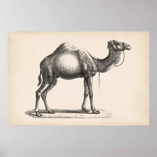 Poster Brodtmann Dromedary Camel croquis (Devant)
