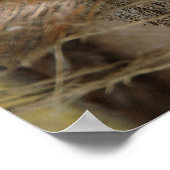 Poster Broken coconut (Coin)