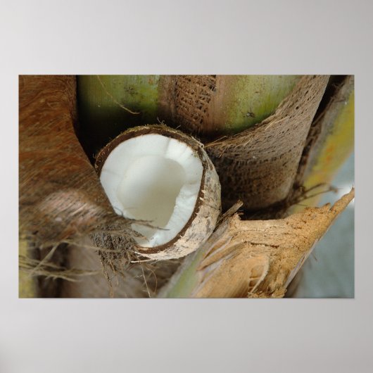 Poster Broken coconut (Devant)