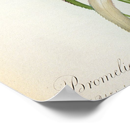 Poster Bromelia Ananas, de 'Les Bromeliacees' (Coin)