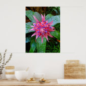 Poster Bromeliad (Cuisine)