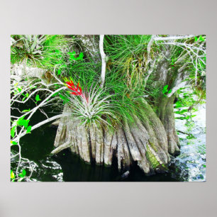 Poster Bromeliad sur Mangrove, Floride Everglades
