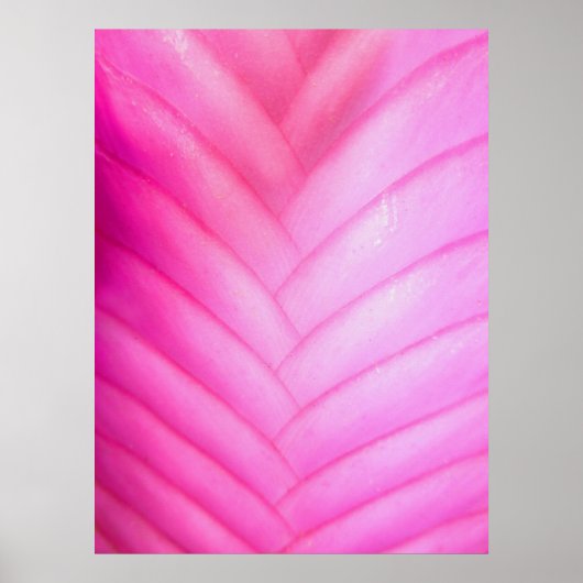 Poster Bromelière de Quill Rose (Devant)