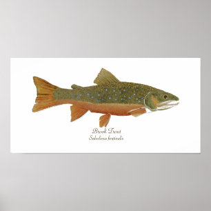 Poster Brook Trout