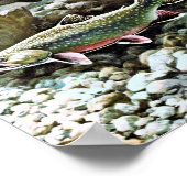 Poster Brook Trout (Coin)