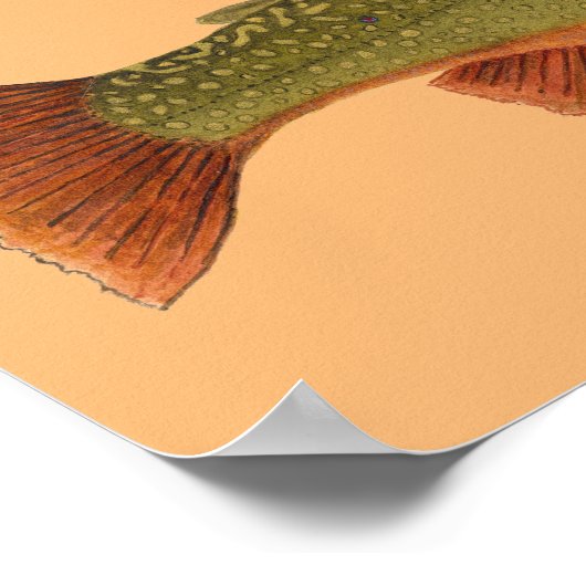 Poster Brook Trout (Coin)