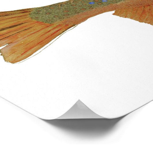 Poster Brook Trout (Coin)