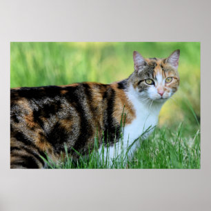 Poster Brown and white cat