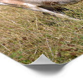 Poster Brown and white goat in grass (Coin)