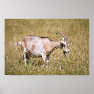 Poster Brown and white goat in grass