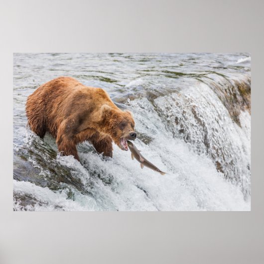 Poster Brown Bear Catches Red Salmon (Devant)
