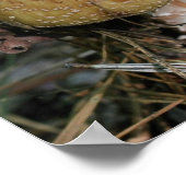 Poster Brown Bois Champignons Nature (Coin)