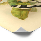 Poster Brown crâne Flycatcher Bird Imprimer Vintage (Coin)