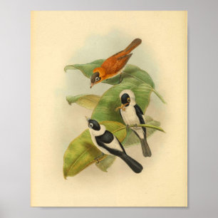 Poster Brown crâne  Flycatcher Bird Imprimer Vintage