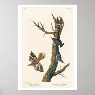 Poster Brown Creeper and Californian Nuthatch by Audubon