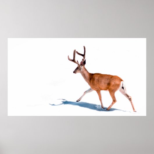 POSTER BROWN DEER SUR ARRIÈRE - PLAN BLANC (Devant)