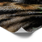 Poster Brown et White Cat (Coin)