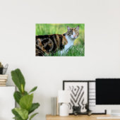 Poster Brown et White Cat (Bureau à domicile)