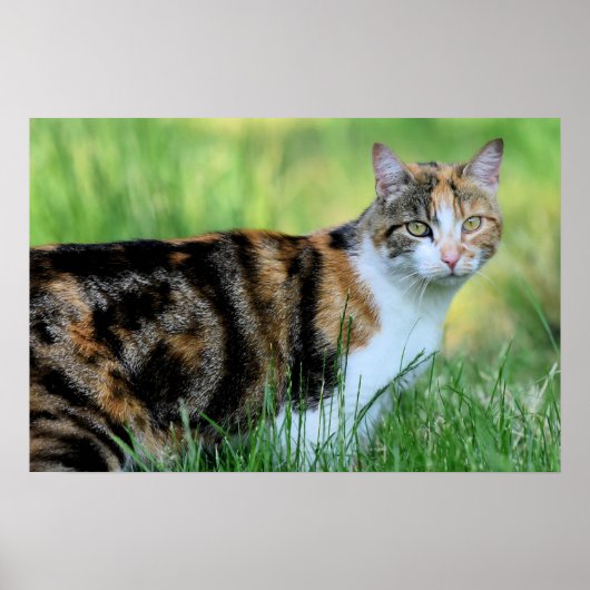 Poster Brown et White Cat (Devant)