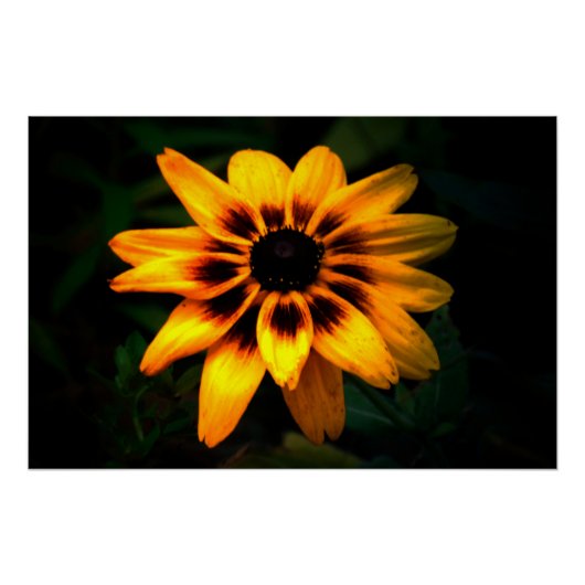 Poster Brown Eyed Susan Flower (Devant)