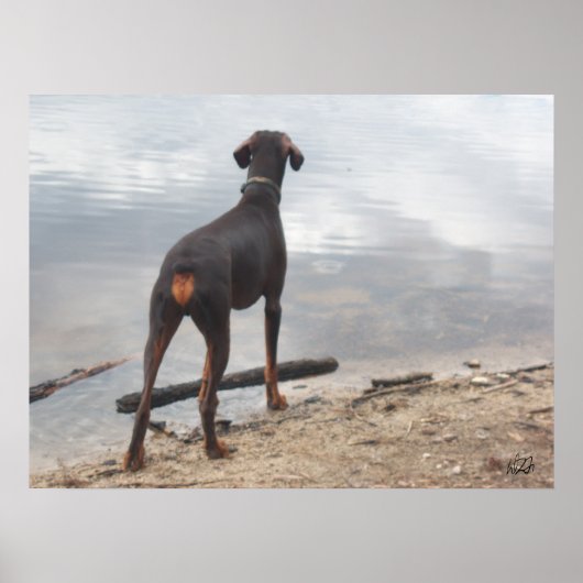 Poster Brown, le Doberman (Devant)