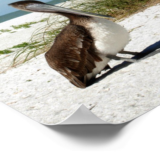 Poster Brown Pélican (Coin)