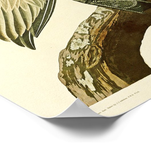 Poster Brown Pélican John James Audubon Oiseaux d'Amériqu (Coin)
