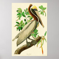 Brown Pélican John James Audubon Oiseaux d'Amériqu