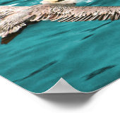 POSTER BROWN PELICAN WIND RIDER (Coin)