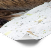 Poster Brown Poitou Donkey (Coin)