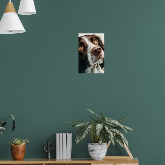 Poster Brown springer spaniel  (Salon 1)