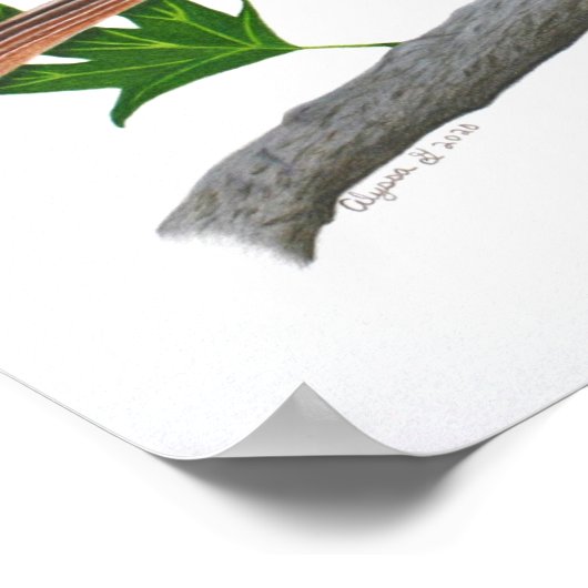 Poster Brown Thrasher 14x11 Imprimer (Coin)