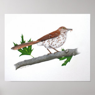 Poster Brown Thrasher 14x11 Imprimer